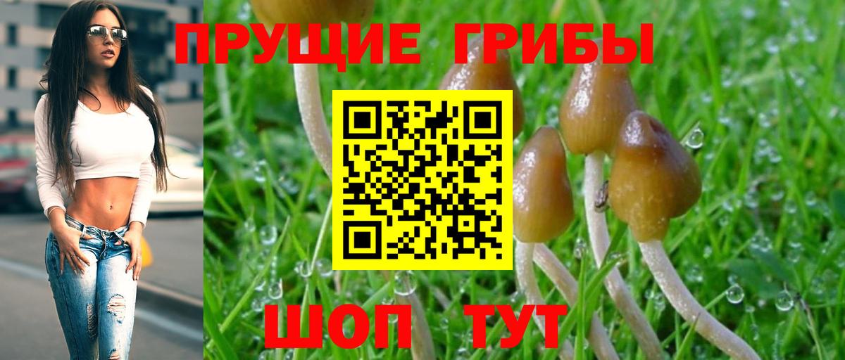 Псилоцибиновые грибы GOLDEN TEACHER Карачаевск